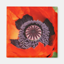 Poppy Magnets