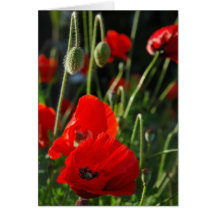 Poppy Passion Card