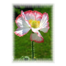 Poppy Photo Invitation