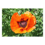 Poppy Art Photo