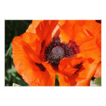 Poppy Photograph