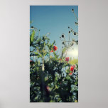 poppy plakate