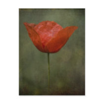 Poppy postcard
