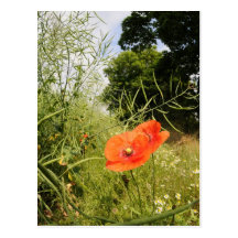 'Poppy' Postcard