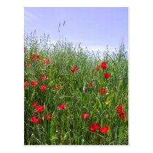 Poppy Postcard