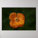 Poppy Poster
