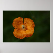 Poppy Poster