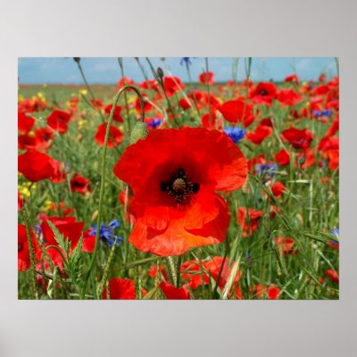 Poppy Poster