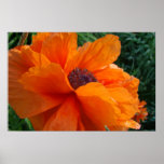 Poppy Poster