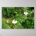 poppy print