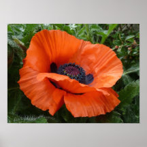 Poppy Poster