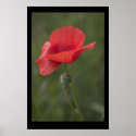 Poppy. Poster by cARTerART posters