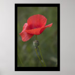 Poppy. Poster by cARTerART posters