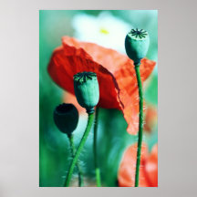 poppy posterdruck