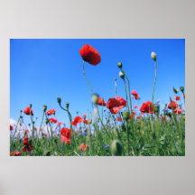 poppy posterdruck