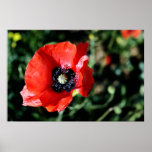 Poppy Print