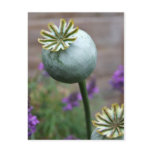 Poppy Seed Pods Postcard