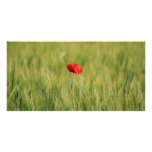 Poppy Single 1 photo cards