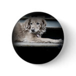Porch Dog on Steps with Sad Eyes Pinback Button