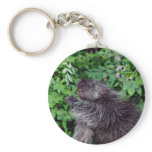 Porcupine Feeding keychains