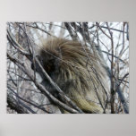 Porcupine Posters
