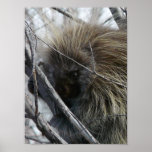 porcupine print