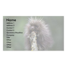 Porcupine-summer-youngster Business Cards