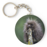 Porcupine-summer-youngster Key Chains