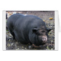 PORKER cards