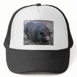 PORKER hats