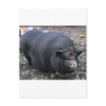 PORKER postcards
