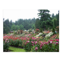 Portland Rose Garden. Post Card