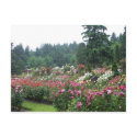 Portland Rose Garden. postcards