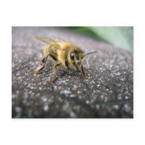 Portrait of a Honey Bee Postcard