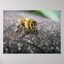 Portrait of a Honey Bee Print