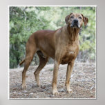 Portrait of a Rhodesian Ridgeback posters