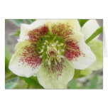Portrait Of A Spring Hellebore Flower cards