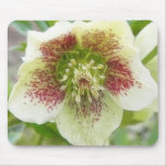 Portrait Of A Spring Hellebore Flower mousepads