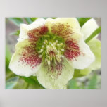Portrait Of A Spring Hellebore Flower posters
