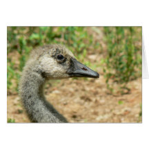 Portrait of a Teenage Canada Goose Card