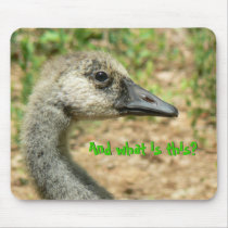 Portrait of a Teenage Canada Goose Mousepads