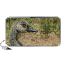 Portrait of a Teenage Canada Goose Travelling Speaker