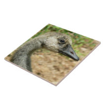 Portrait of a Teenage Canada Goose Tile