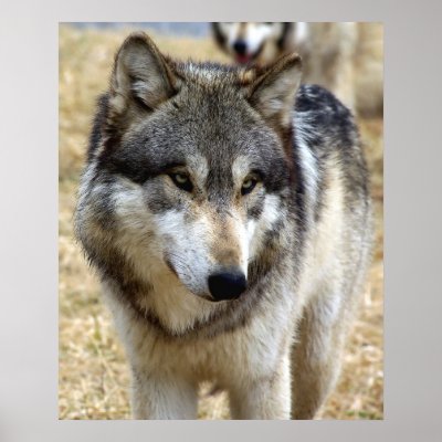 Portrait of A Wolf Posters
