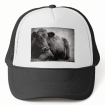 Portrait of an Angus