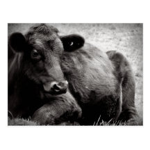 Portrait of an Angus Postcard
