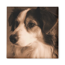 Portrait of an Aussie Magnets