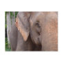 Portrait of an elephant postcard