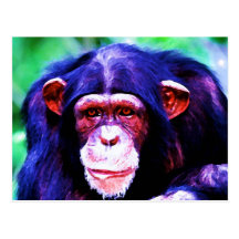 Portrait of Chimpanzee Post Card