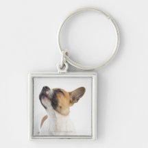 portrait of mongrel puppy key chain